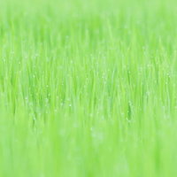 水滴が光る若草のクローズアップの写真