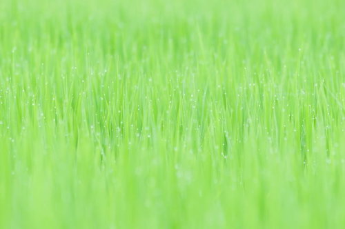 水滴が光る若草のクローズアップ