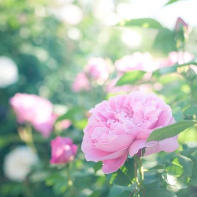 明るい庭でぼけた背景に一輪咲くピンクのバラの写真