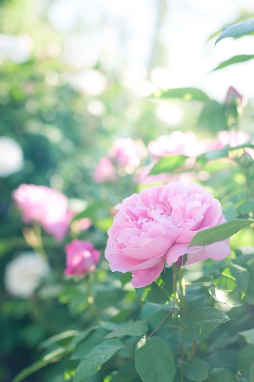 明るい庭でぼけた背景に一輪咲くピンクのバラ