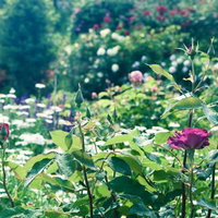 庭園でぼけた背景に手前の赤紫のバラが咲くの写真