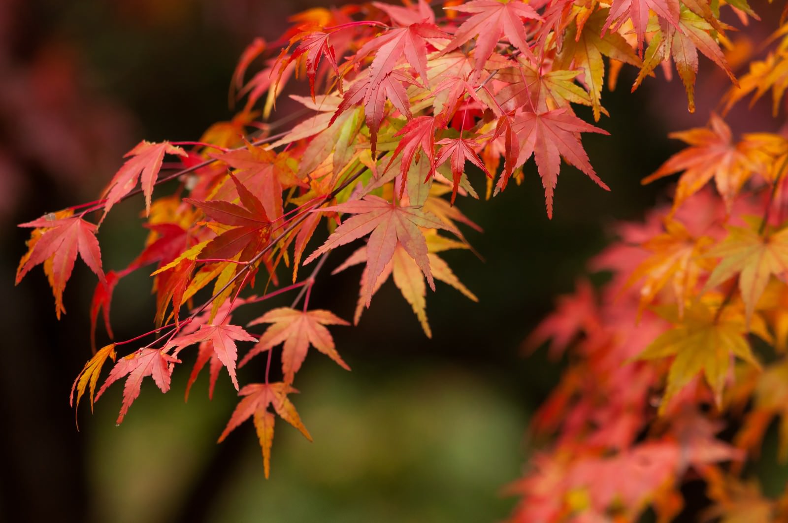 ぼけた暗い背景に紅葉したイロハモミジ