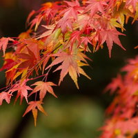 ぼけた暗い背景に赤やオレンジに紅葉したイロハモミジの写真