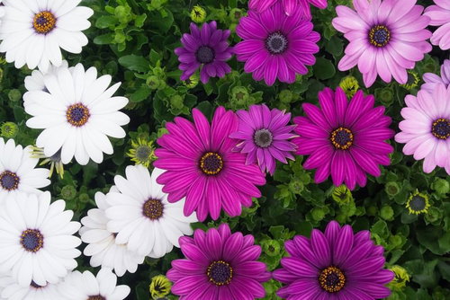 黄色と紫の中心模様がある白やピンクのオステオスペルマム