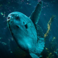 「焼きそばパン買ってこいよ」っと見下す水族館のマンボウの写真