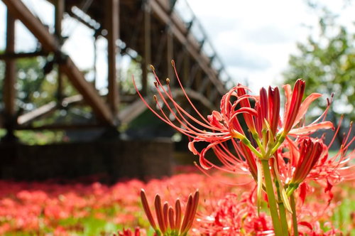 木製の橋を背景にした赤い彼岸花が咲く秋の花畑