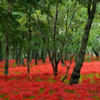 巾着田に咲く曼珠沙華と雑木林 埼玉県日高市の秋の群生風景の写真