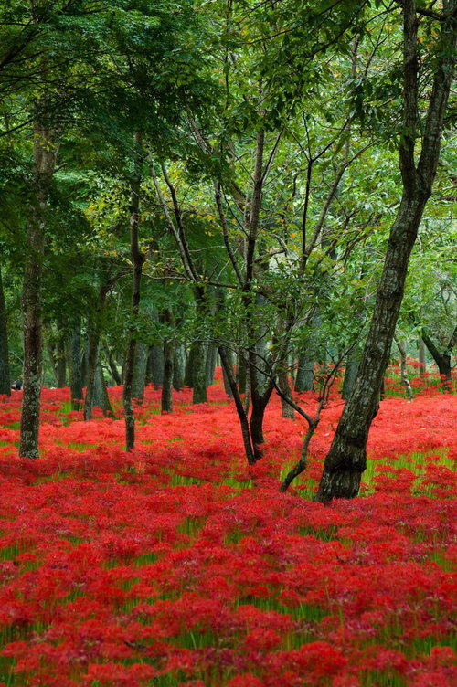 巾着田に咲く曼珠沙華と雑木林 埼玉県日高市の秋の群生風景