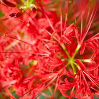 上から見た彼岸花の群生する花畑の秋景色の写真