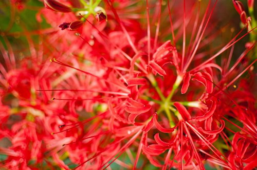 上から見た彼岸花の群生する花畑の秋景色