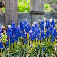 ムスカリが咲き誇る春の花壇、白い花やピンク色の花との共演の写真