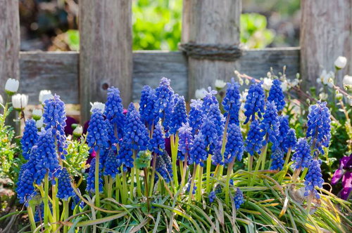 ムスカリが咲き誇る春の花壇、白い花やピンク色の花との共演