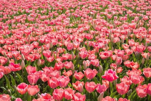 ピンク色のチューリップが咲き乱れる花畑のテクスチャ