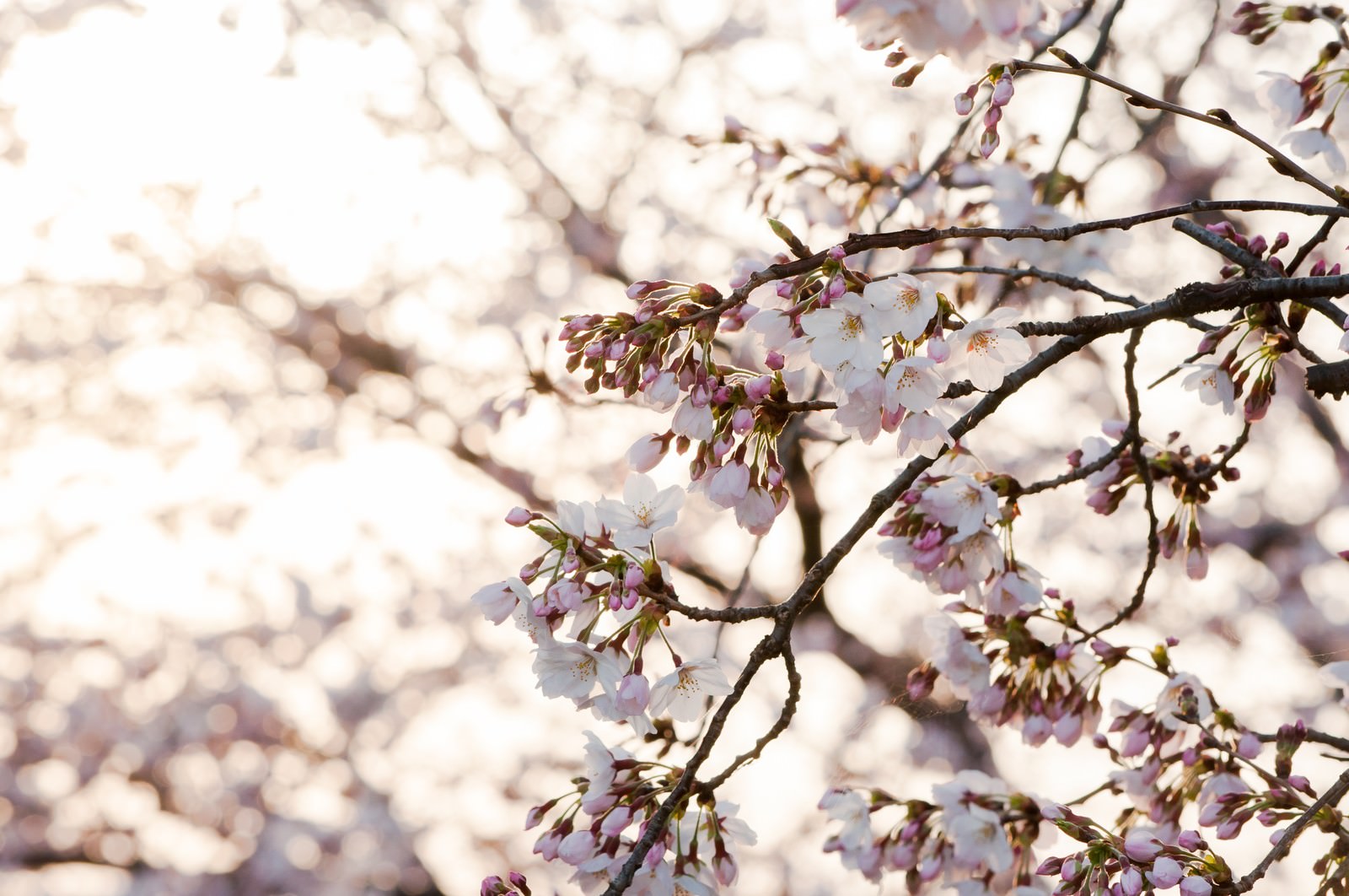 朝日に透かされた白紫色の八重桜の枝と蕾