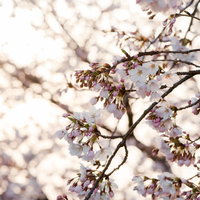 朝日に照る桜の枝ぶりの写真
