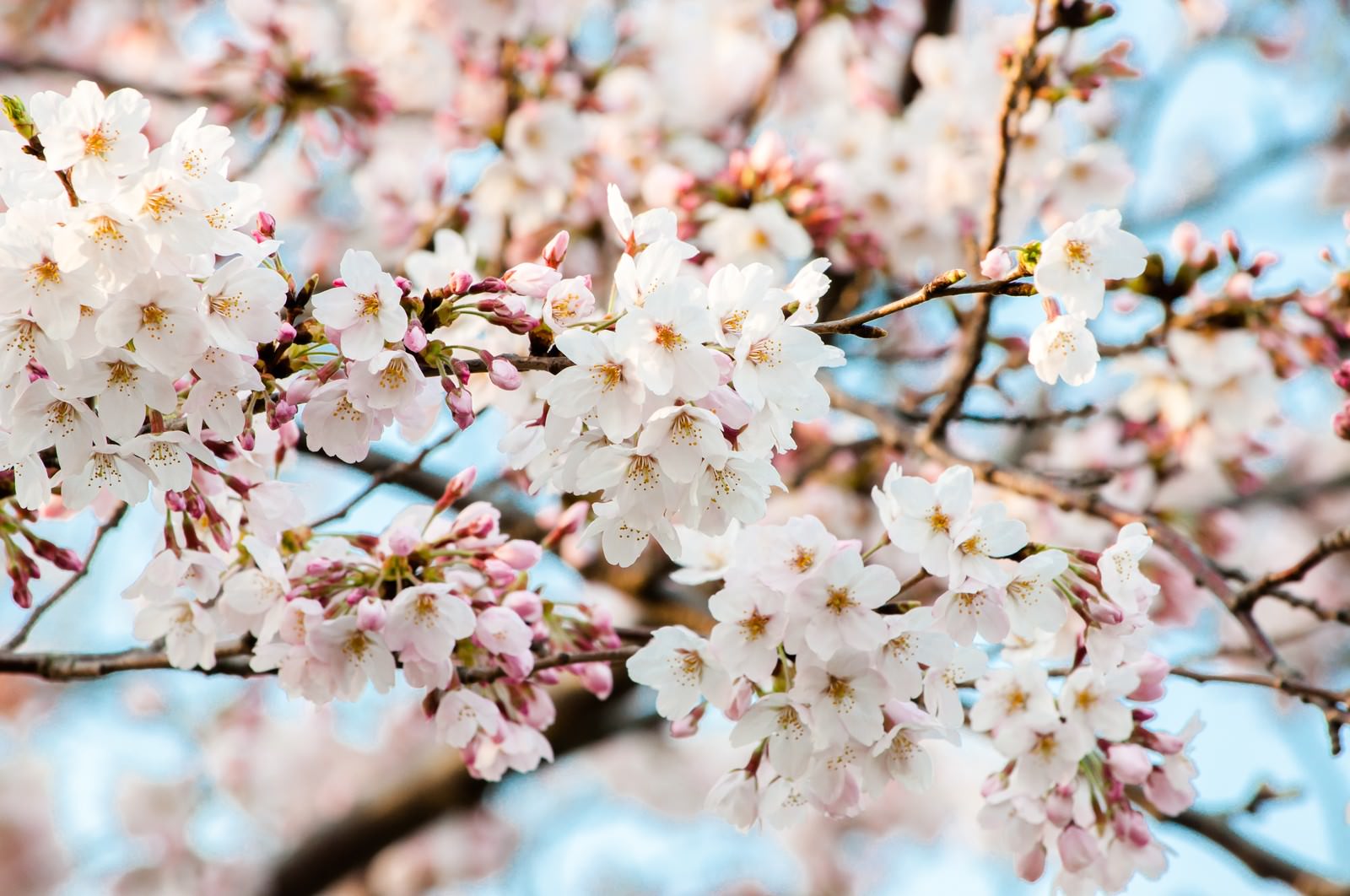 青空の下、白い桜の花と赤紫のつぼみが並ぶ枝