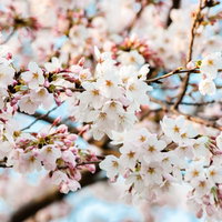 白く花ひらく桜の枝、黄色い雄蕊と赤紫色のつぼみの写真
