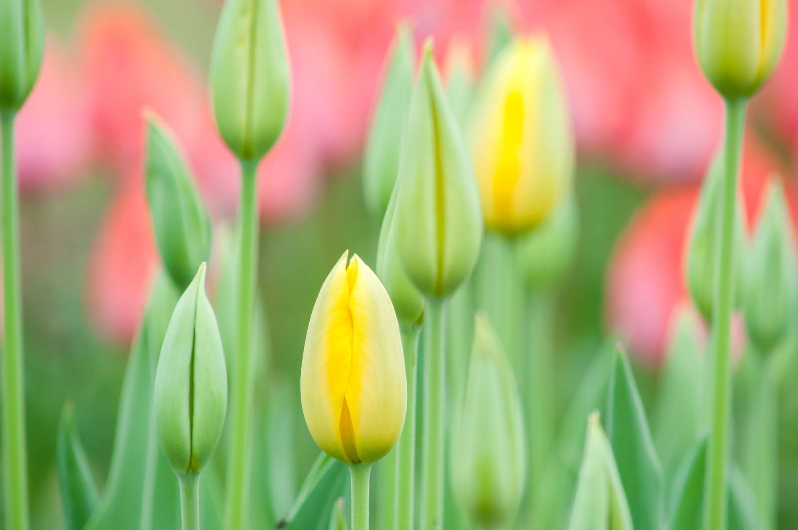 黄色いチューリップの蕾と背景にぼけた花畑