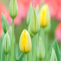 黄色いチューリップの蕾が並ぶ春の花畑、開花前の景観の写真