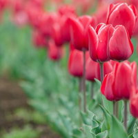 赤いチューリップが順番待ちする春の花壇、満開に咲き誇る球根植物の写真