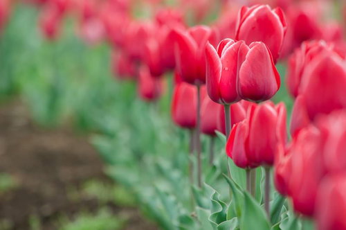 赤いチューリップが順番待ちする春の花壇、満開に咲き誇る球根植物