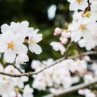 日陰に咲く白い桜の花が枝に密集して咲く春の季節の写真