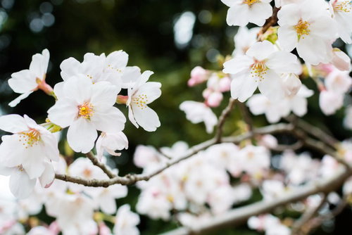 日陰に咲く白い桜の花が枝に密集して咲く春の季節