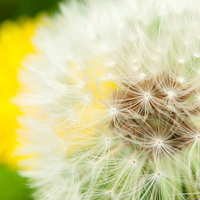 たんぽぽの黄色い花とわたげ（綿毛）の春の季節の写真