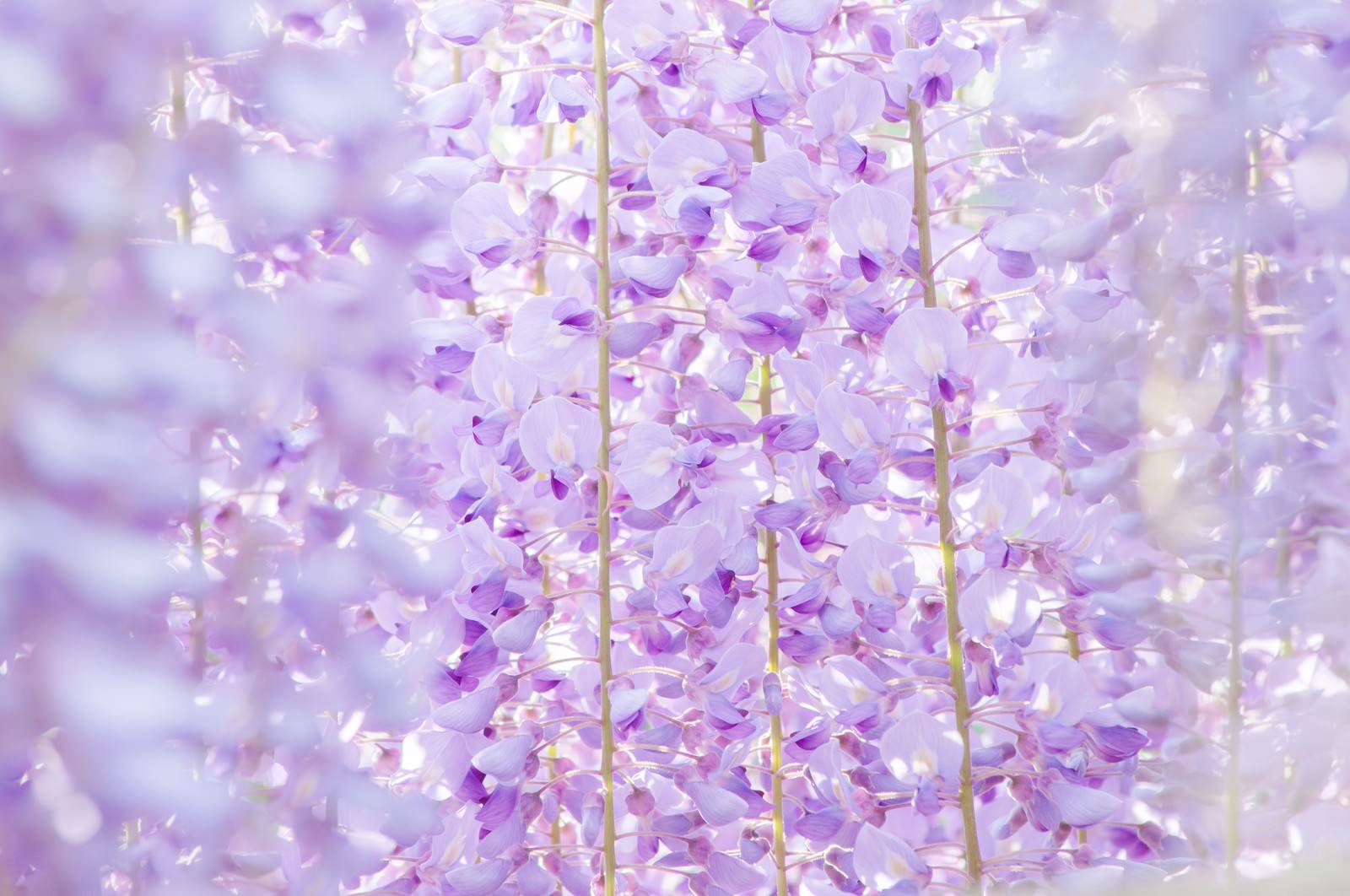 紫と白の藤の花が満開に咲いて密集している藤棚の写真