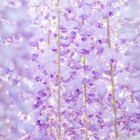 藤の花が満開に咲く藤棚のテクスチャの写真