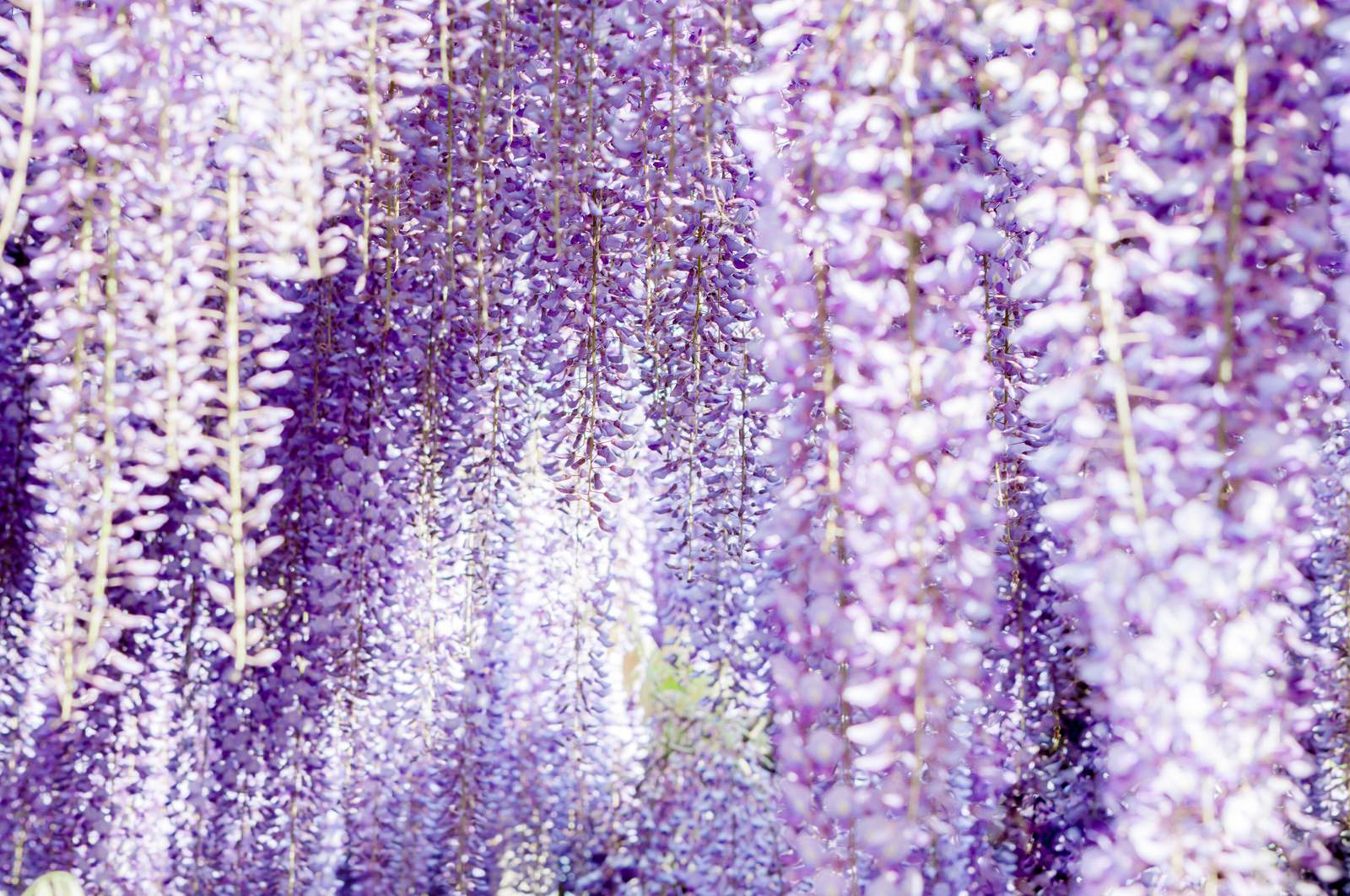 満開に咲き誇る藤の花の簾、紫と白の房状の花が垂れ下がる春の庭園景観