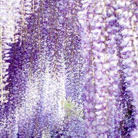 満開に咲き誇る藤の花の簾、紫と白の房状の花が垂れ下がる春の庭園景観の写真