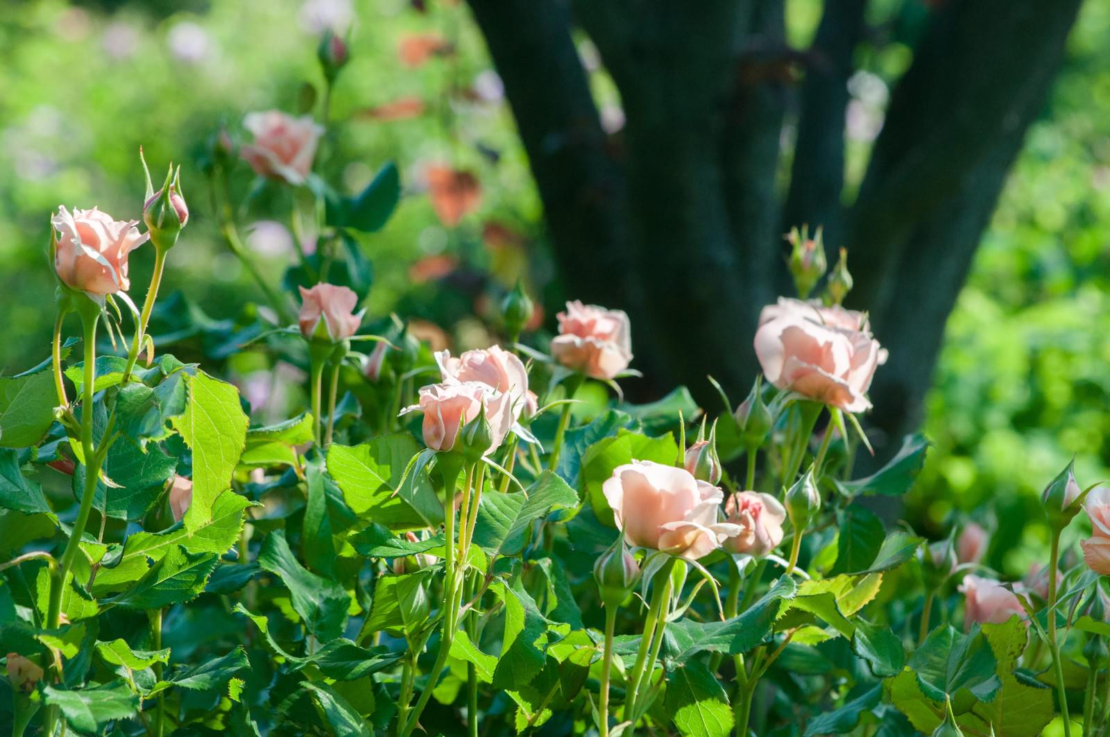 ピンク色の薔薇が咲く庭園で、手前の花と緑の葉がピントを合わせている