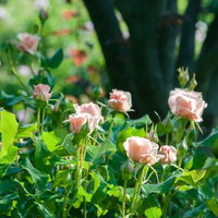 花ひらくとき、淡いピンクの薔薇が咲き誇る庭園の写真