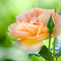 多重露光のデイジーとバラの写真