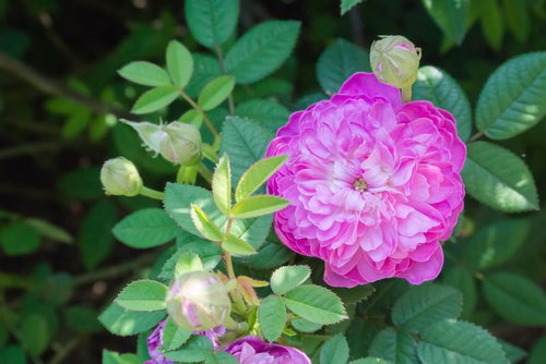咲き誇るオールドローズと蕾 ピンク色の濃い花弁が重なる庭園の春