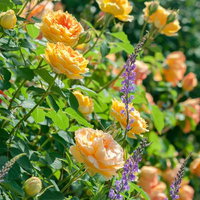 黄色とオレンジ色のバラとリナリアが咲く花壇の写真