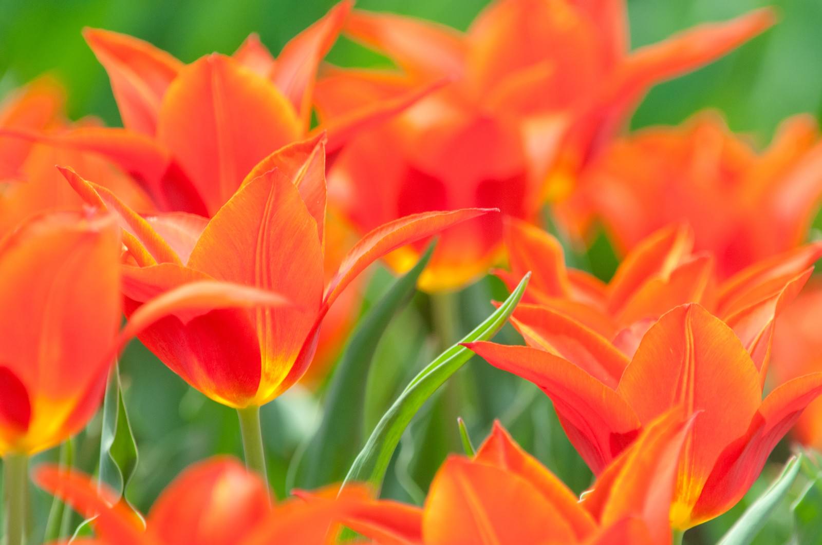日向で満開に咲く赤いチューリップと黄色い中心の花々