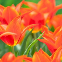 日向に咲くチューリップの満開の花々と緑の茎の写真