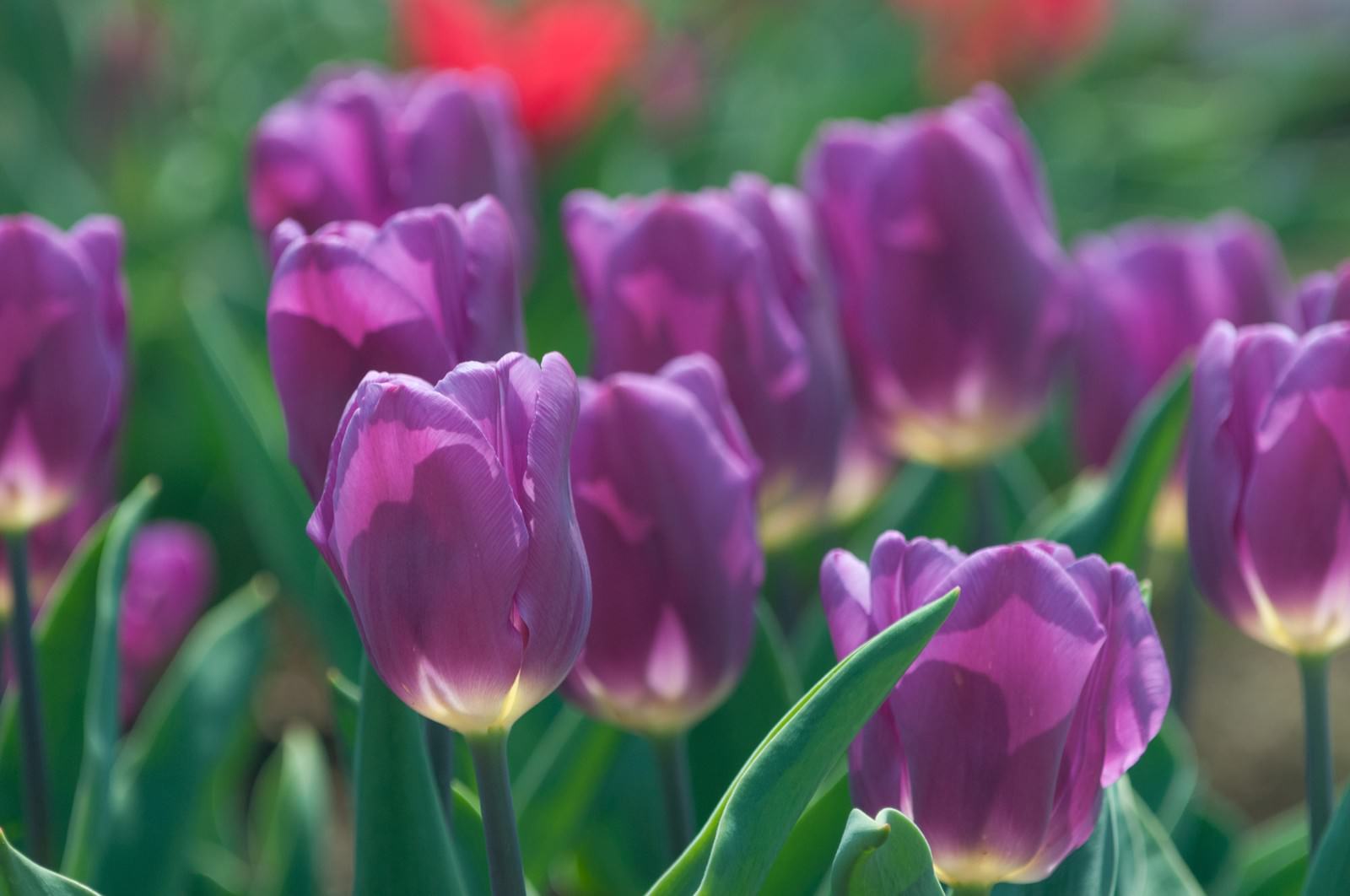 紫色のチューリップが咲く春の花壇
