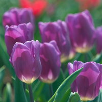 紫色のチューリップが咲き誇る春の花畑の満開風景の写真