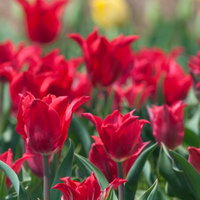 赤いチューリップと黄色い花が満開に咲く春の花畑の写真