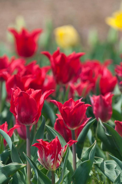 赤いチューリップと黄色い花が満開に咲く春の花畑