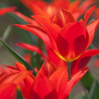 春の室内で床に倒れ込む失恋女子の写真