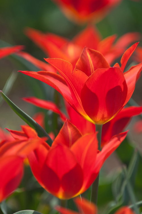 春の室内で床に倒れ込む失恋女子