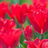 赤いチューリップが満開に咲く春の花畑、露がきらめく朝の庭園風景の写真