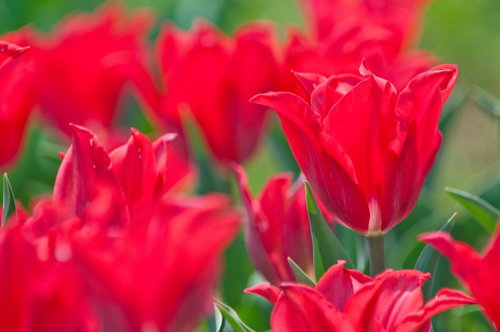 赤いチューリップが満開に咲く春の花畑、露がきらめく朝の庭園風景