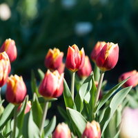 赤と黄色に染まるキースネルスのチューリップの写真