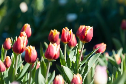 赤と黄色に染まるキースネルスのチューリップ