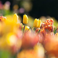 ビタミンカラーのチューリップ畑 春の季節素材 黄色オレンジ赤の花畑の写真